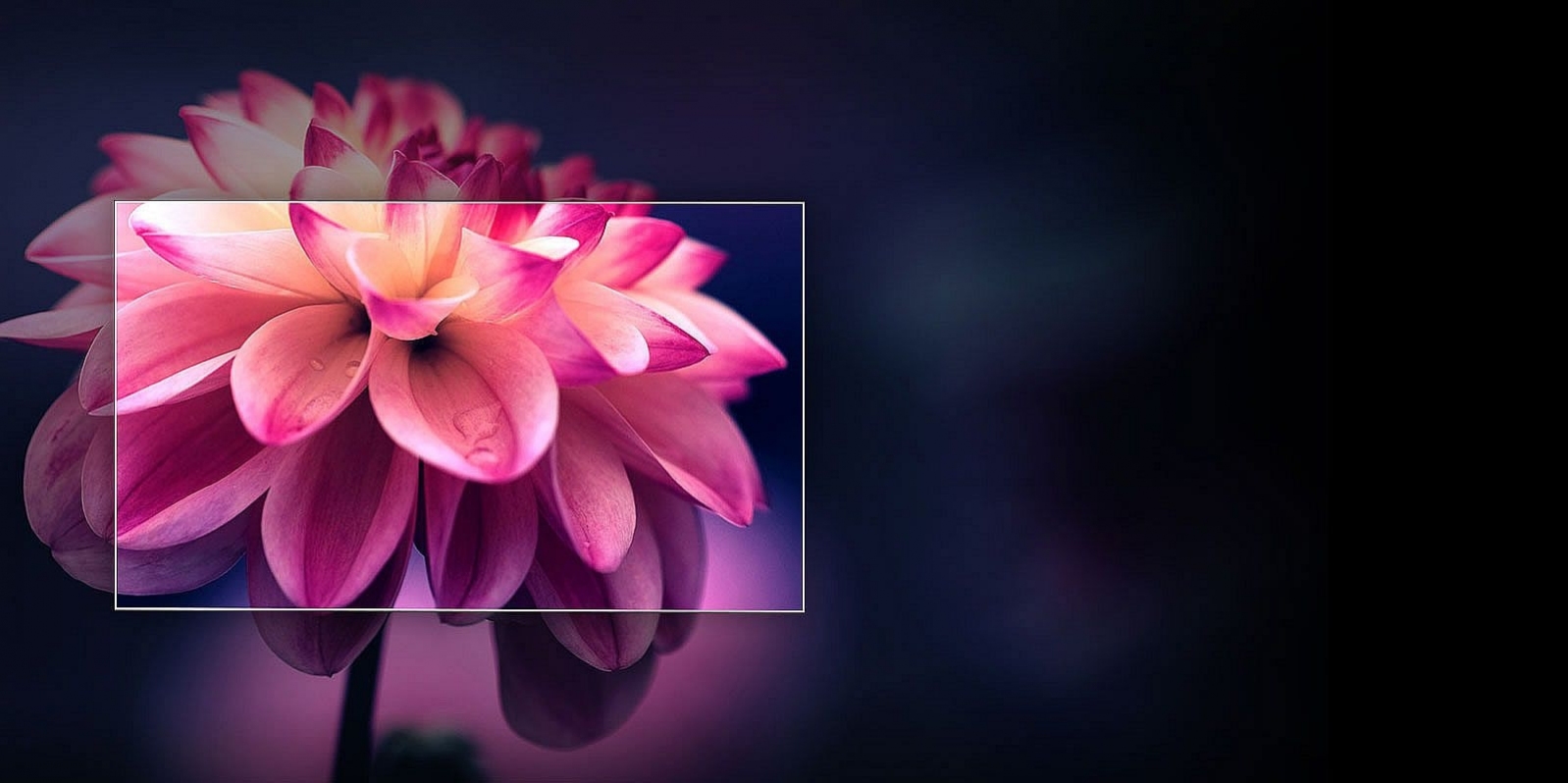 Фотоколаж про OLED з червоною квіткою