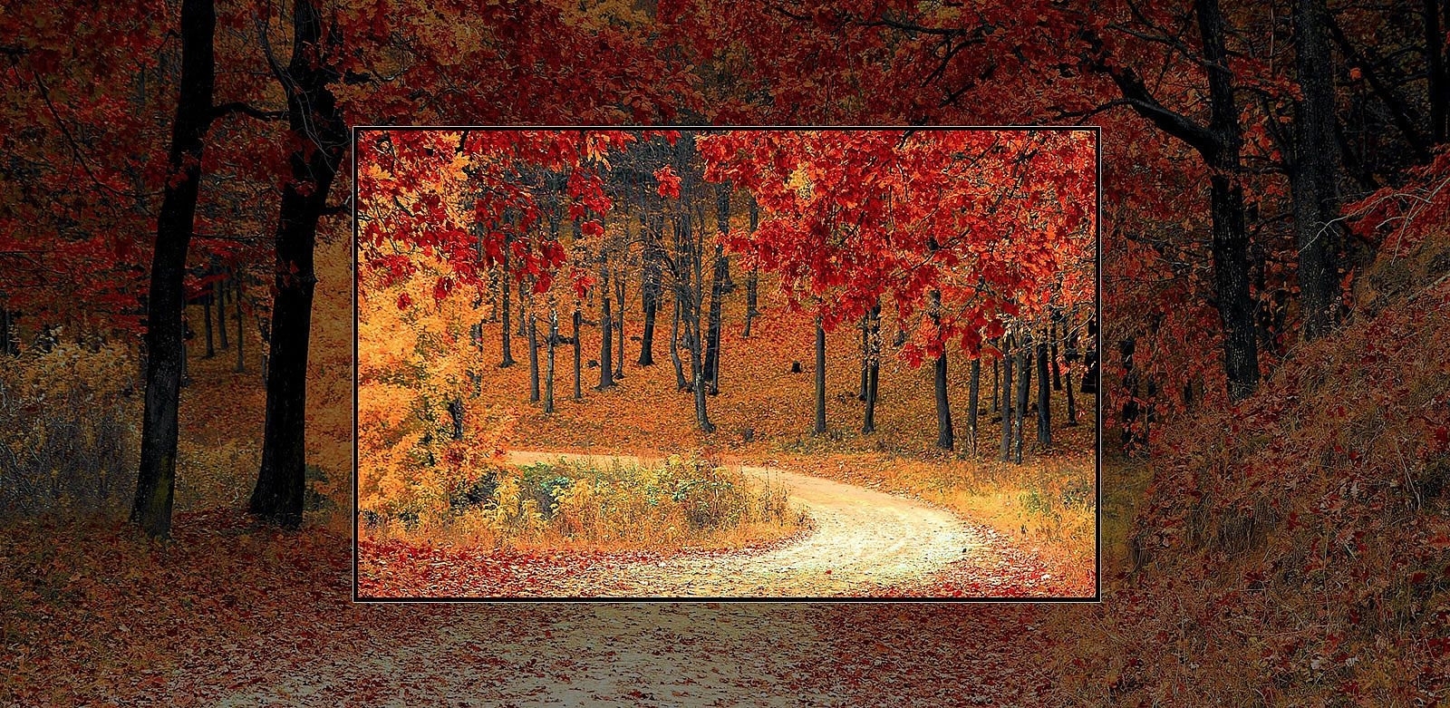 Фотоколаж про OLED з осінню